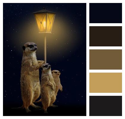 Street Lamp Wildlife Meerkats Image